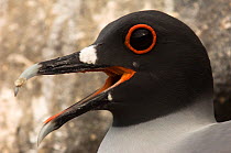 Head portrait of Swallow-tailed gull (Larus  / Creagrus furcatus) calling, Punto Cevallos, Española (Hood) Island, Galapagos islands, Equador, South America
