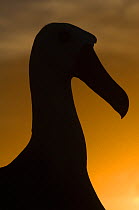 Silhouette of Waved albatross (Phoebastria irrorata) Punto Cevallos, Española (Hood) Island, Galapagos islands, Equador, South America