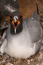 Swallow-tailed gull (Larus / Creagrus furcatus) calling on nest, Punto Cevallos, Española (Hood) Island, Galapagos islands, Equador, South America