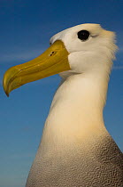 Head portrait of Waved albatross (Phoebastria irrorata) Punto Cevallos, Española (Hood) Island, Galapagos islands, Equador, South America
