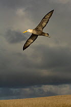 Waved albatross (Phoebastria irrorata) in flight with storm clouds, Punto Cevallos, Española (Hood) Island, Galapagos islands, Equador, South America