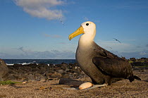 Waved albatross (Phoebastria irrorata) incubating egg on beach, Punto Cevallos, Española (Hood) Island, Galapagos islands, Equador, South America