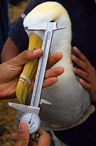 Researchers measuring the bill of a Waved albatross (Phoebastria irrorata) Punto Cevallos, Española (Hood) Island, Galapagos islands, Equador, South America  May 2008
