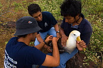 Scientists attaching satellite tracking device to a Waved albatross (Phoebastria irrorata) Punto Cevallos, Española (Hood) Island, Galapagos islands, Equador, South America  May 2008