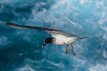 Swallow-tailed gull (Larus / Creagrus furcatus) flying over Pacific ocean, Punto Cevallos, Española (Hood) Island, Galapagos islands, Equador, South America