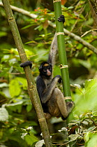 Long haired / White-bellied Spider monkey (Ateles belzebuth) Amazoonico Animal Rescue Center (captive) Ecuador, South America