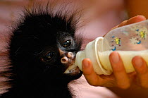 Young Long haired / White-bellied Spider monkey (Ateles belzebuth) being fed bottle of milk, Amazoonico Animal Rescue Center (captive) Ecuador, South America