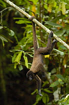 Common Woolly monkey (Lagothrix lagotricha) hanging upside down from tree branch Amazoonico Animal Rescue Center (captive) Ecuador, South America