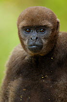 Head portrait of Common Woolly monkey (Lagothrix lagotricha) Amazoonico Animal Rescue Center (captive) Ecuador, South America