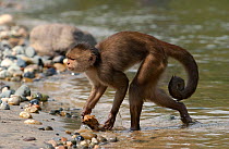 White-fronted capuchin monkey (Cebus albifrons)emerging from river with food, Puerto Misahualli, Amazon rainforest, Ecuador, South America