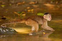 White-fronted capuchin monkey (Cebus albifrons)wading in water, foraging for food, Puerto Misahualli, Amazon rainforest, Ecuador, South America