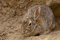 Portrait of Eastern Cottontail rabbit (Sylvilagus floridanus) sitting at entrance to burrow, Eastern Wyoming. USA