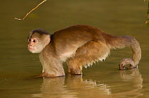 White-fronted capuchin monkey (Cebus albifrons) wading in the river, foraging for food, Puerto Misahualli, Amazon rainforest, Ecuador, South America