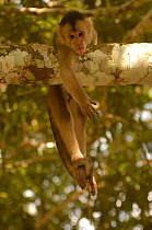 White-fronted capuchin monkey (Cebus albifrons) hanging from tree branch with tongue poking out, Puerto Misahualli, Amazon rainforest, Ecuador, South America
