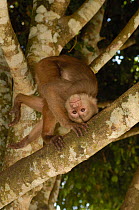 White-fronted capuchin monkey (Cebus albifrons) curled upside-down on tree branch, Puerto Misahualli, Amazon rainforest, Ecuador, South America