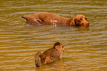 White-fronted capuchin monkey (Cebus albifrons) wading in the river, with local dog, Puerto Misahualli, Amazon rainforest, Ecuador, South America