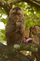 White-fronted capuchin monkey (Cebus albifrons) rubbing the skin of an onion (stolen from local people) into its skin, making use of the onion's antifungal and repellent properties. Puerto Misahualli,...
