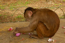 White-fronted capuchin monkey (Cebus albifrons) rubbing the skin of an onion (stolen from local people) into its skin, making use of the onion's antifungal and repellent properties. Puerto Misahualli,...