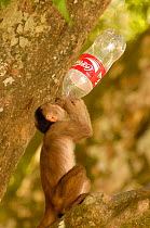White-fronted capuchin monkey (Cebus albifrons) drinking from a discarded coke bottle, Puerto Misahualli, Amazon rainforest, Ecuador, South America~ January 2005 December 2004