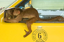 White-fronted capuchin monkey (Cebus albifrons) confronting its own reflection in the wing mirror of a car, Puerto Misahualli, Amazon rainforest, Ecuador, South America  January 2005 December 2004