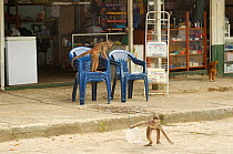 White-fronted capuchin monkey (Cebus albifrons) foraging for food in local town, Puerto Misahualli, Amazon rainforest, Ecuador, South America  January 2005 December 2004
