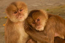 Double portrait of two White-fronted capuchin monkeys (Cebus albifrons)  grooming each other, Puerto Misahualli, Amazon rainforest, Ecuador, South America