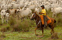 Pantanal cowboy guiding cattle on the three day hike to market, Mato Grosso do Sul Province. Brazil, South America December 2004