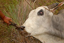 Pantanal bull lassood by cowboys, and nose ring inserted in order to restrain it. Pantanal. Mato Grosso do Sul Province. Brazil, South America December 2004