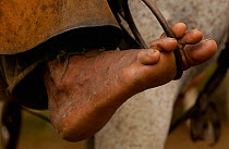 Close up of the foot of a Pantanal 'Boiadeiro' cowboy, showing the traditional stirrup of the region. They wear hard-wearing leather chaps over jeans or even shorts. Pantanal. Mato Grosso do Sul Provi...