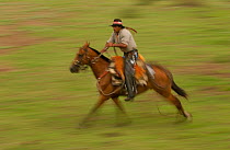 Pantanal cowboy 'Boiadeiro' ('Ado' Gilson Gomez)  riding his horse, Central Pantanal, Mato Grosso do Sul Province. Brazil, South America December 2004
