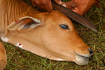 Pantanal calf being ear marked. They cut a very small notch as these cattle use their ears as sun shades. Mato Grosso do Sul Province. Brazil, South America December 2004