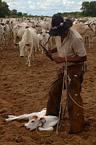 Cowboy 'Boiadeiro' (Sebastio Silva) and Pantanal calf to be ear marked. They only cut a very small notch as these cattle use their ears as sun shades. Mato Grosso do Sul Province. Brazil, South Ameri...