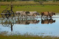 Man driving an Ox cart during the floods when no other vehicle can manage the terrain. Central Pantanal. Mato Grosso do Sul Province. Brazil, South America  December 2004
