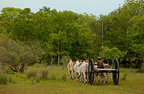 Man driving an Ox cart during the wet season when no other vehicle can manage the terrain. Central Pantanal. Mato Grosso do Sul Province. Brazil, South America  December 2004