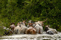 Pantanal bulls crossing the flooded areas of the Pantanal. These bulls are only used for pulling ox carts and never go to market. The cowboys respect them as hard working animals and leave them to die...