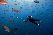 James Ketchum diving with spear gun loaded with PAT (Satellite Tag) for tagging a Whale Shark, to study migration patterns. Wolf Island Galapagos islands, Ecuador, South America July 2008, Model relea...