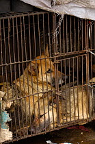 Dogs in cage kept for eating. Jianchuan County, bordering Lijiang. Yunnan Province. China