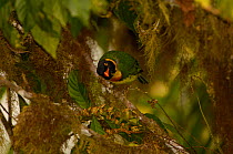 Orange-breasted fruiteater (Pipreola jucunda) perched in 'Paz de las Aves' cloud forest, Pichincha, Ecuador, western andes.