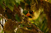 Orange-breasted fruiteater (Pipreola jucunda) perched in 'Paz de las Aves' cloud forest, Pichincha, Ecuador, western andes.