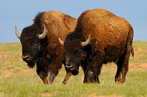Two American Bison / Buffalo (Bison bison)  males from private herd. Durham Ranch. Campbell County. Wyoming State. USA