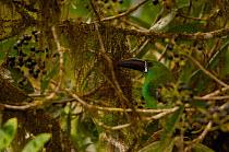 Crimson-rumped toucanet (Aulacorhyncus haematopygus) West Andes "Paz de las Aves" cloud forest. Pichincha. Ecuador, South America