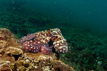 Day octopus (Octopus cyanea) North Stradbroke Island. Off Queensland coast. Australia