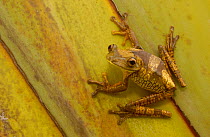 Tree frog (Hypsiboas geographicus) on leaf,  Amazon Rainforest. Ecuador, South America