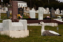 Upland goose (Chloephaga picta leucoptera) male, sitting in cemetery. Port Stanley. East Falkland Island. Falkland Islands