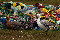 Pair of Upland geese (Chloephaga picta leucoptera) in cemetery, with Remembrance  flowers. Port Stanley. East Falkland Island. Falkland Islands