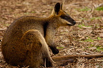 Portrait of a Swamp wallaby (Wallabia bicolor) sitting, Queensland, Australia