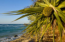Coastal Screw-pine (Pandanus tectorius) North Stradbroke Island. Queensland coast, Australia