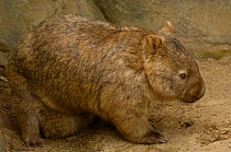 Common wombat (Vombatus ursinus) with baby in pouch, captive, Australia