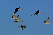 Small flock of Brolga cranes (Grus rubicunda) flying. Queensland. Australia
