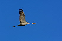 Brolga crane (Grus rubicunda) flying. Queensland. Australia